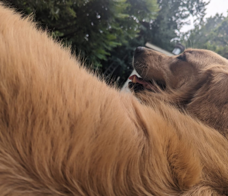 rosie